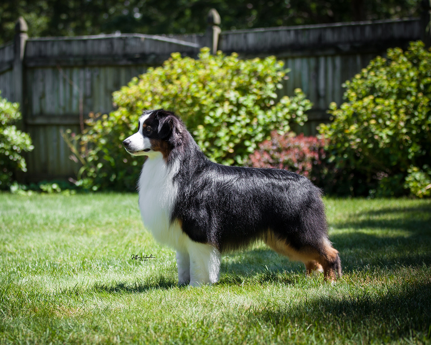 Hightide Kennel • Jackson